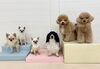 きな♡とろろ♡おもち♡ひなたくん♡ソル♡きぃ「ましゅまろ幼稚園🐾新入園児さんのご紹介🐶」