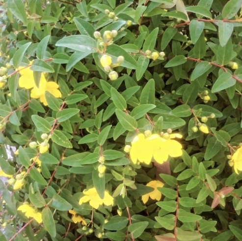 「庭のお花のご紹介」