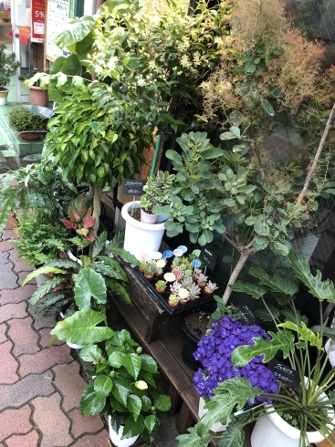 梅雨でも観葉植物入荷してます 本八幡のお花屋さん フラワーギフトが人気 芽ぶき屋 本八幡店のニュース まいぷれ 市川市