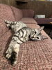 ミイくん「猫部屋のやんちゃなイケメン！　ミイくん」