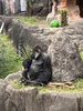 「🦍秋晴れとゴリラのシルバーバック豆知識」