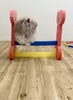 リズくんジャンプ「ましゅまろ幼稚園🐾　パート１」