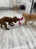 上手に引っ張りっこのみるくちゃんとむぎちゃん「hapipapi便り（ダイゴペットクリニック日進　仔犬の保育園より）」