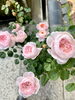 バラ「本日の境内の様子です」