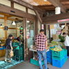 「地元産『ふき』たくさん入荷しました！『きゃら蕗』作りませんか！」
