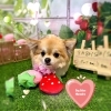 チワワ　カット「来週の空き情報🐶トイプードル、チワワ、ダックス、トリミングのお友達🍓」