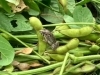 収穫体験　黒枝豆　新鮮京野菜　カエル「収穫体験に参加して頂きありがとうございました！！」