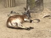 アカカンガルーのニーサ♂「【動物園からのお知らせ🐾】動物の搬出入について」