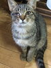 「【保護猫】子猫の新しい家族を探しています！今すぐご連絡ください」
