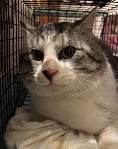 忙しい最中のTNRは… 大きな男子が!「みんな今日も可愛いー!」