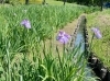 都内屈指の規模 都立水元公園 の花菖蒲 ハナショウブ は21年6月上中旬が見頃です 葛飾区のお知らせ まいぷれ 葛飾区