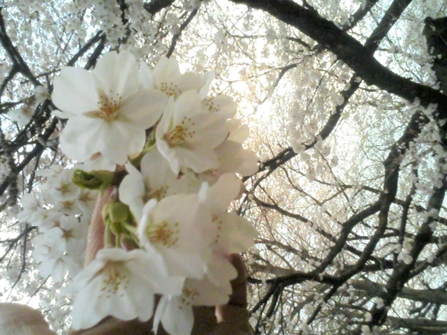 薬円台公園 船橋市 お花見するならここ 千葉 船橋 市川 習志野の 桜 特集 21年 まいぷれ 船橋市