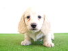 「ミニチュアダックス子犬情報」