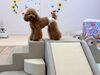 ねねちゃんも登るの大好き☺️「ましゅまろ幼稚園🐾」
