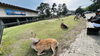 奈良公園でのびのび暮らす鹿たち「山岳修行・修験道の聖地、吉野・大峯」
