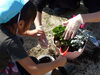 ここにもう少し土を入れてみようかな。「親子で寄せ植え体験！　～行方市立北浦幼稚園～」