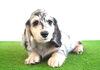 「ミニチュアダックス子犬情報」