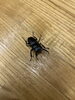 今年初のクワガタ君「猪の極みシリーズ一部入荷と、青空カット付きジビエ時間」