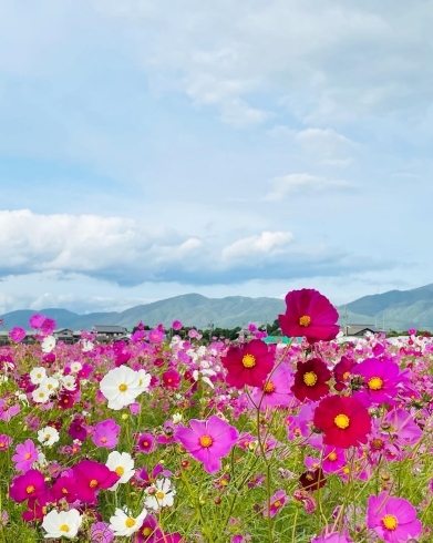 亀岡の夢コスモス園に行ってきました Mammyのニュース まいぷれ 京都市伏見区 亀岡の夢コスモス園に行ってきました Mammyのニュース まいぷれ 京都市伏見区