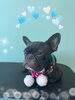 「お友達♡ Dog salon mofu mofu 余市町」