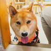 うめちゃん「今日のお友達」