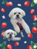 「Dog salon mofu mofu　余市町」