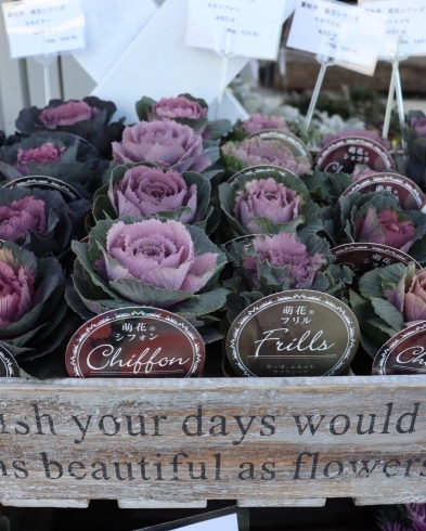 コハルビヨリです お花とカフェのお店 ドライフラワーとスイーツ 淡路島花屋 寄せ植え教室 Plants Cafe コハルビヨリのニュース まいぷれ 淡路島 コハルビヨリです お花とカフェのお店 ドライフラワーとスイーツ 淡路島花屋 寄せ植え教室 Plants Cafe コハルビヨリのニュース まいぷれ 淡路島