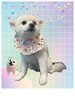 「Dog salon mofu mofu　余市町」