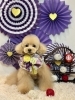 オレオくん「2026 わんことお正月🎍」