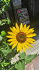 先の尖ったなかなか立派な花が咲きました🌻「お盆休み 直前の 営業のお知らせ【テスコム明石求人センター】明石市大明石町」