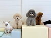 おもち♡ハッピーちゃん♡リリーちゃん♡ルルちゃん「ましゅまろ幼稚園🐾」
