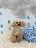 はなちゃん「わんこと梅雨☔️」