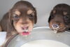 「ミニチュアダックス子犬情報」