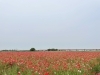 22年5月日 金 撮影 ポピー畑 麦なでしこ畑 バラ園の開花状況 埼玉県鴻巣市 鴻巣の花イベント情報 こうのす広場 鴻巣市