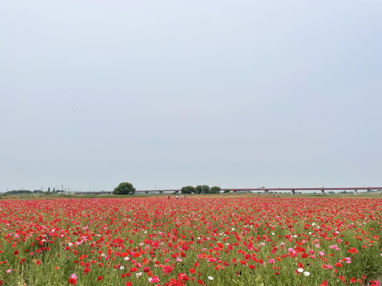 22年5月日 金 撮影 ポピー畑 麦なでしこ畑 バラ園の開花状況 埼玉県鴻巣市 鴻巣の花イベント情報 こうのす広場 鴻巣市 22年5月日 金 撮影 ポピー畑 麦なでしこ畑 バラ園の開花状況 埼玉県鴻巣市 鴻巣の花イベント情報 こうのす広場 鴻巣市
