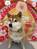 柴犬のサクラちゃん💗「新年✨トリミング🐶🐾」