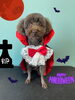 「お友達♡ Dog salon mofu mofu 余市町」