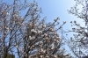 「～本日の桜情報～」