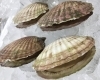「魚魚市場鮮魚コーナーおすすめは「エビスダイ」です🎶」
