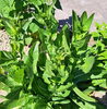 「５月になり、ハーブの開花が始まってきました🌿」