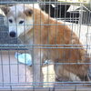 「迷い犬を保護しています【愛媛県西条市上市甲694番地付近（※宝林寺近辺）】」