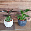 寄せ植え「【はなやホック皆生店】観葉植物たくさんあります！」