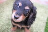 「ミニチュアダックス子犬情報」