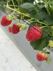 美味しい苺🍓「いちご狩り🍓」