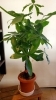 パキラ「涼しさ感じる観葉植物♪」