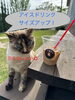 アイスドリンクサイズアップ！「夜cafeやります【岡山市中区国府市場　冷めても美味しい　自家焙煎　珈琲屋まるこ】」