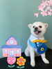 「Dog salon mofu mofu 余市町」