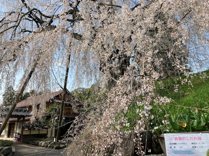 段部の枝垂れ桜　雲南市加茂町