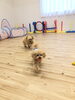 Ｇroくんとはぴちゃん追いかけっこ中♡「ましゅまろ幼稚園　(^.^)」