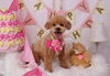 Happybirthdayアンジュちゃん「Anniversaryphoto　(*´ω｀*)」